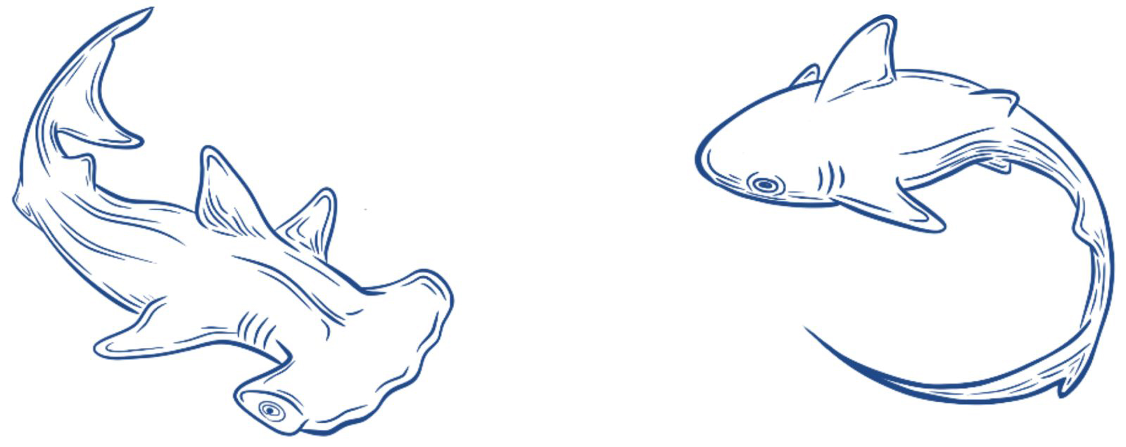 Dory Designs Pair of Durban Sharks Illustration